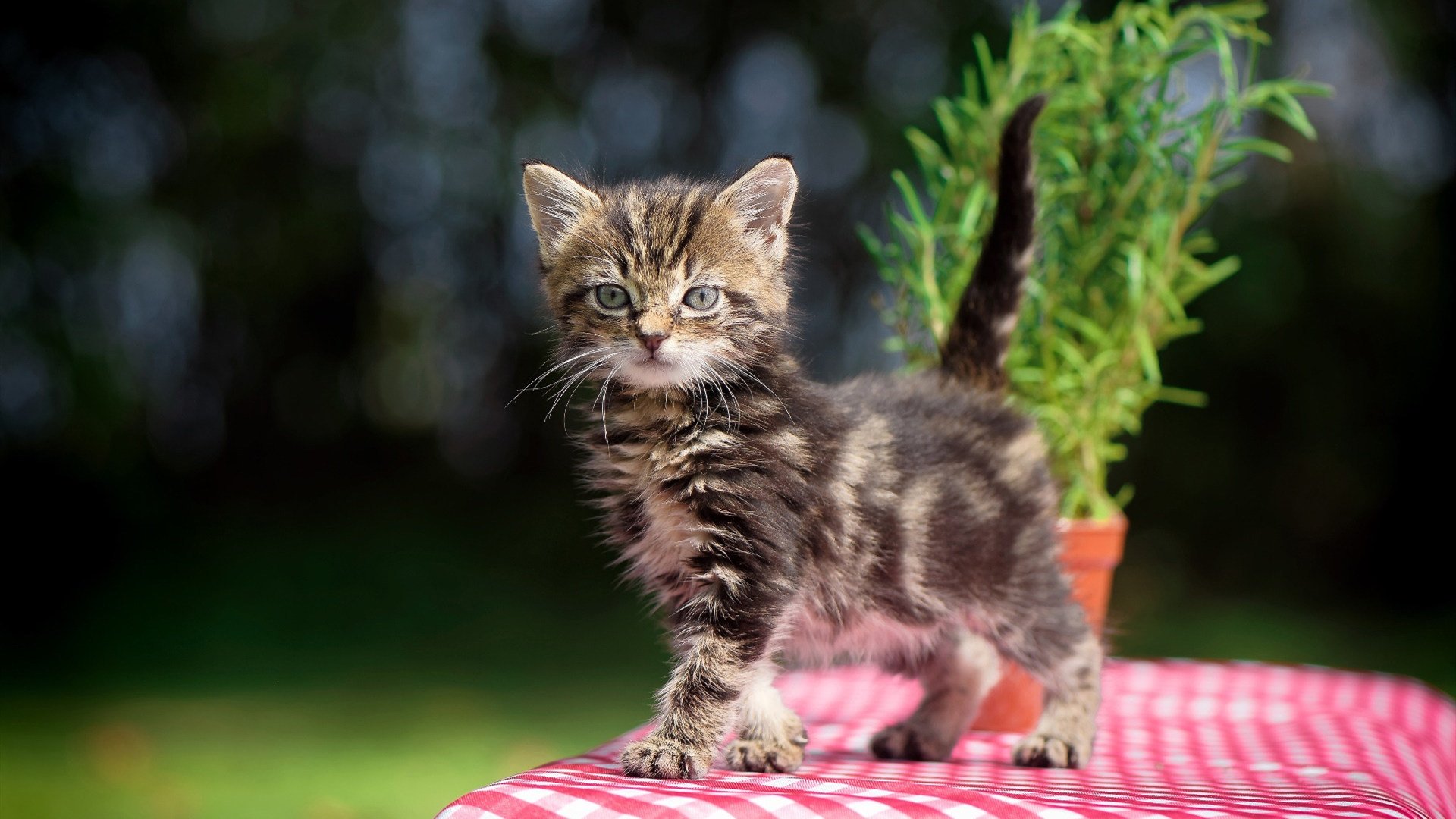 厄德高全程高能输出,德国与马德里竞技的巅峰对决