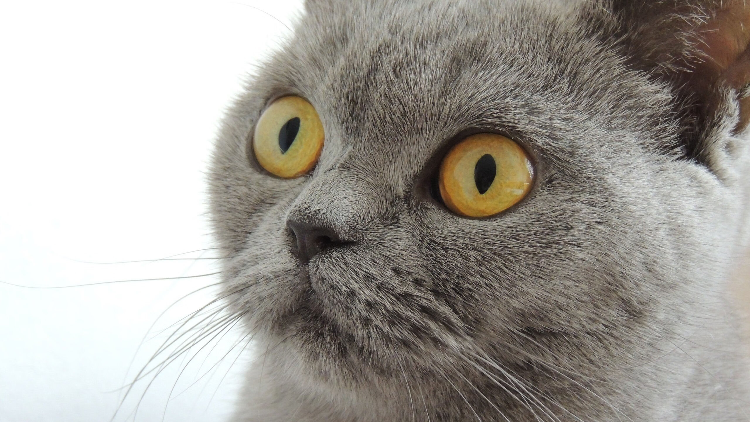 开云体育APP下载-冰封与烈焰,当深圳队的铜墙铁壁,遇上霍勒迪的致命接管