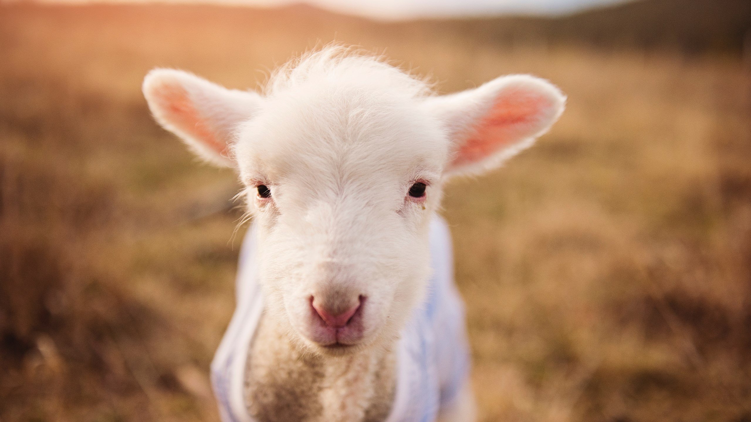 桑巴的阵痛与救赎，若日尼奥94分钟钢铁绝杀，巴西压哨惊魂委内瑞拉