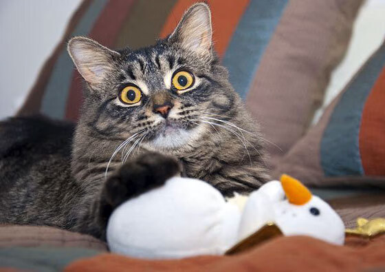 开云体育app-绝杀时刻，当加克波的冷静心跳撞上尤文图斯的永恒之蓝