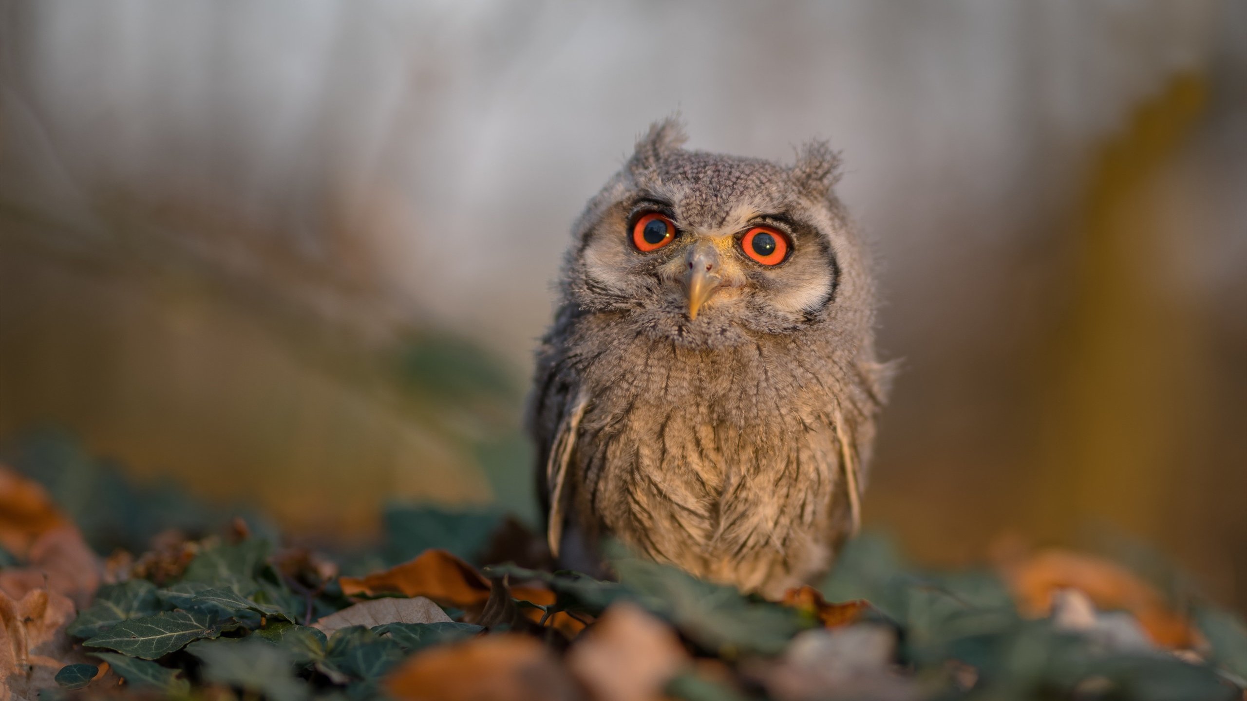 当斯坦福桥的引擎轰鸣，足球与F1在命运单节完成超车