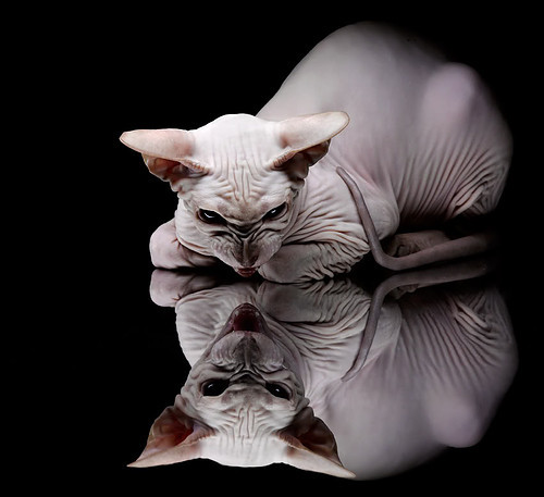 开云体育平台APP-奥纳纳存在感拉满!埃弗顿闷战那不勒斯,欧冠淘汰赛悬念延续