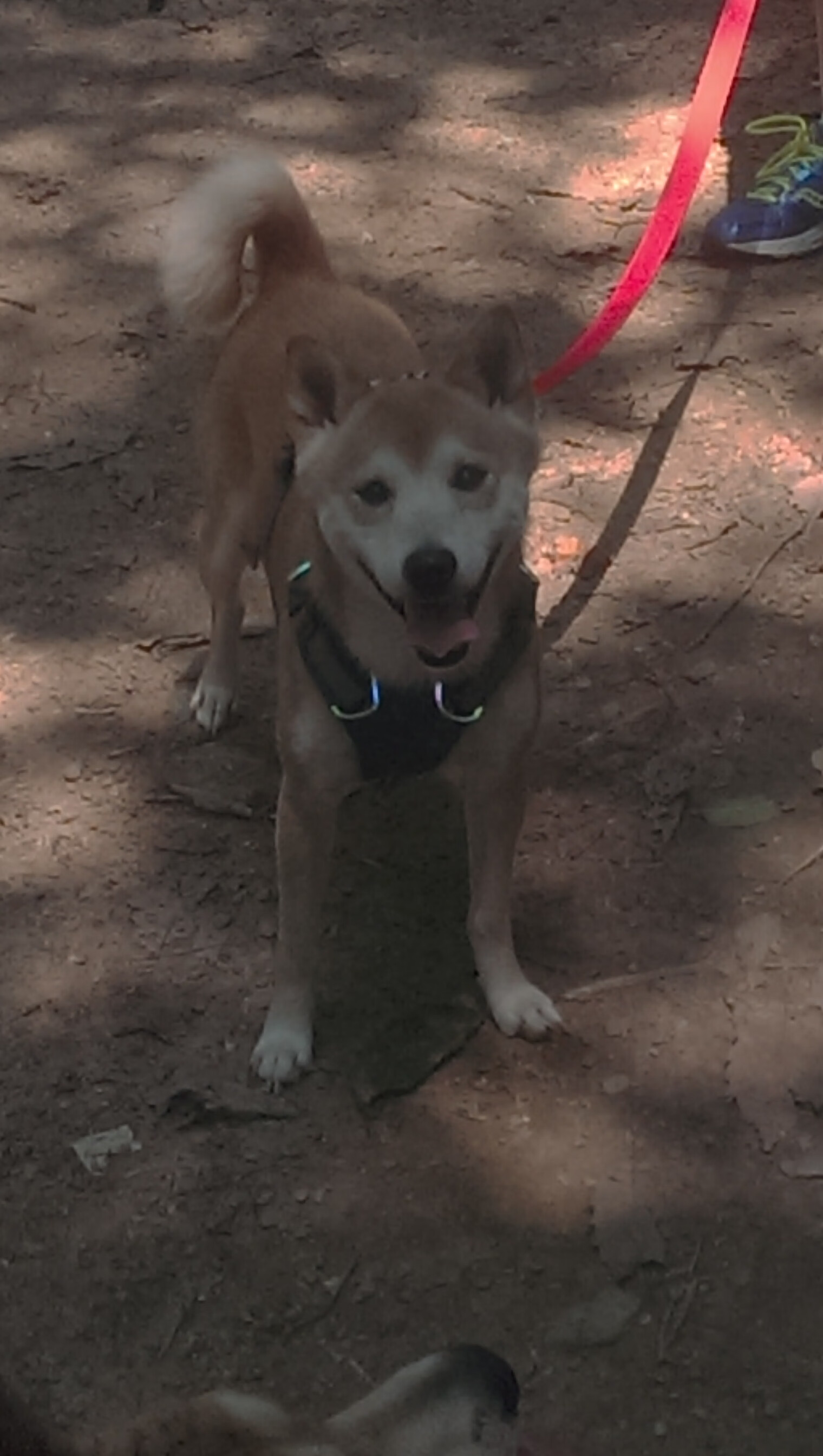 当「新西兰」掀翻英超巨舰,体育世界里,唯一性如何撕碎剧本