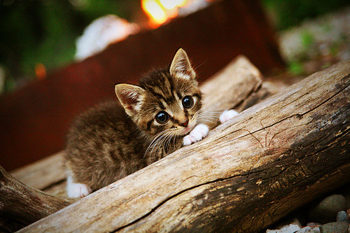 开云APP-阿拉巴关键节点连续得分,佛罗伦萨友谊赛险胜尼日利亚