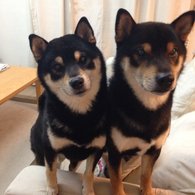 开云体育app-西决生死战之夜，戈贝尔铸就数据图腾的防守史诗