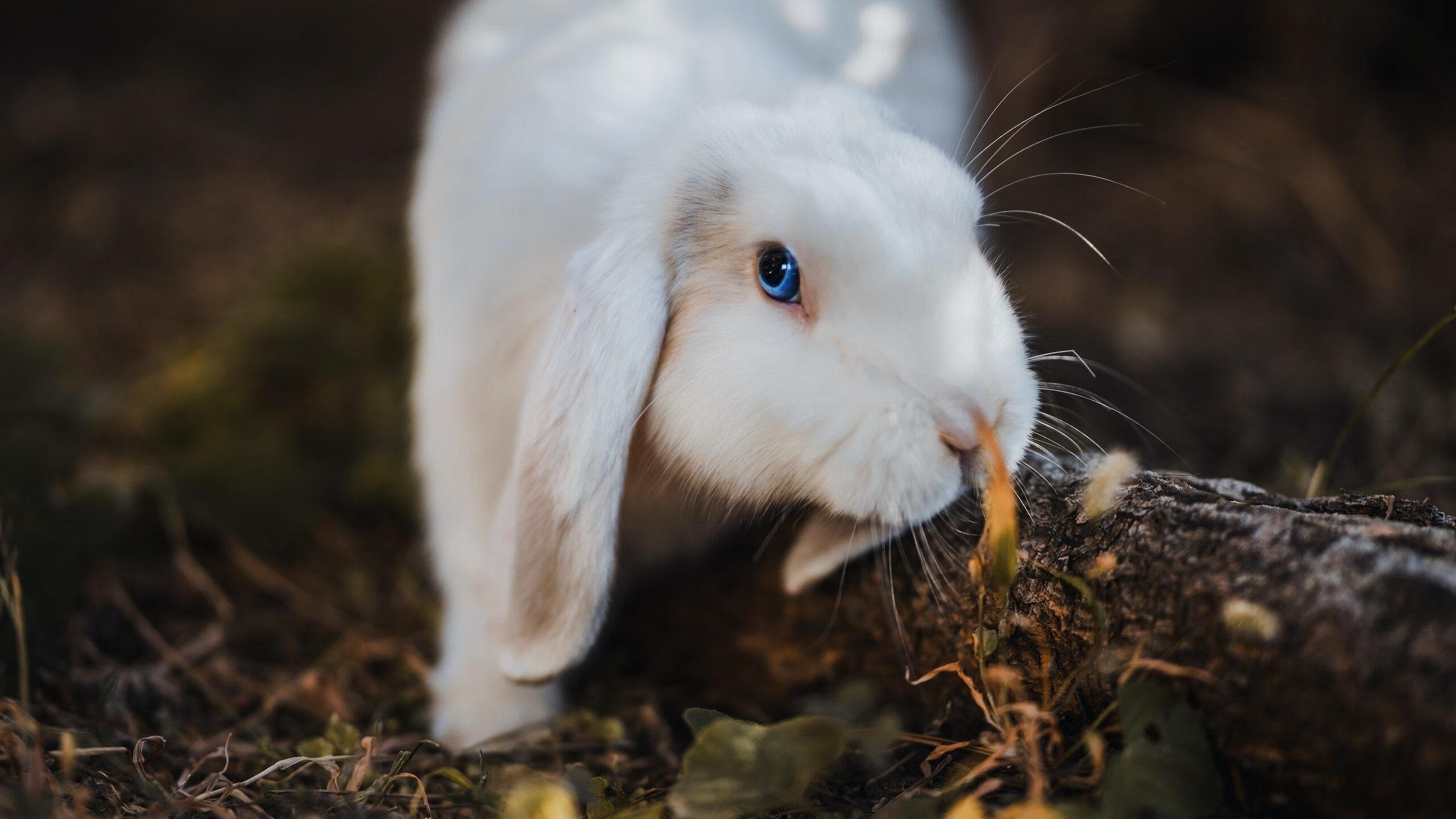 开云体育app-唯一性的双重奏,奇才团队力克公牛,马克西奥运关键战接管艺术