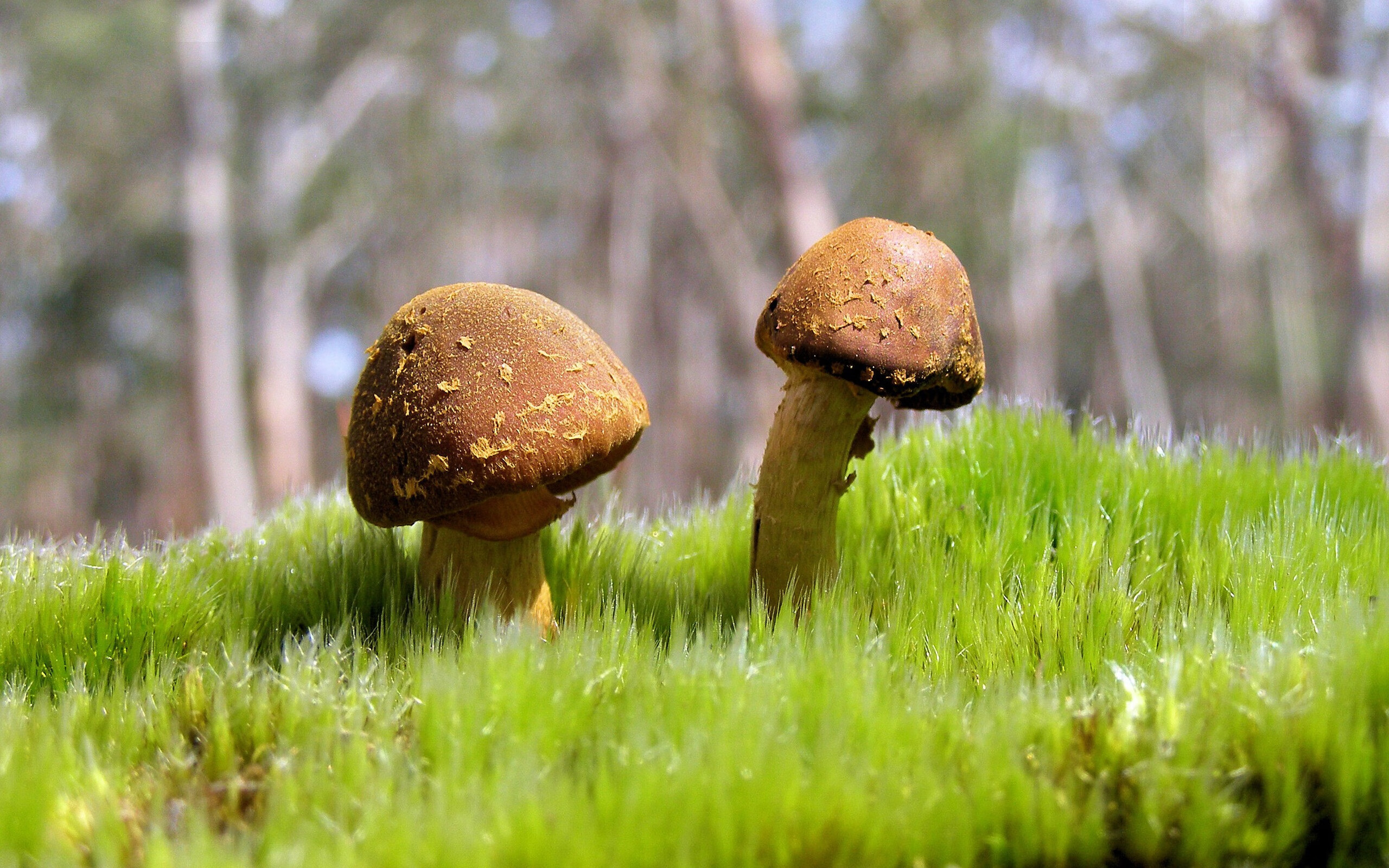 开云-公牛快打旋风奇袭卫冕冠军,F1巴林站的精准战术为何暗喻篮球赛场?