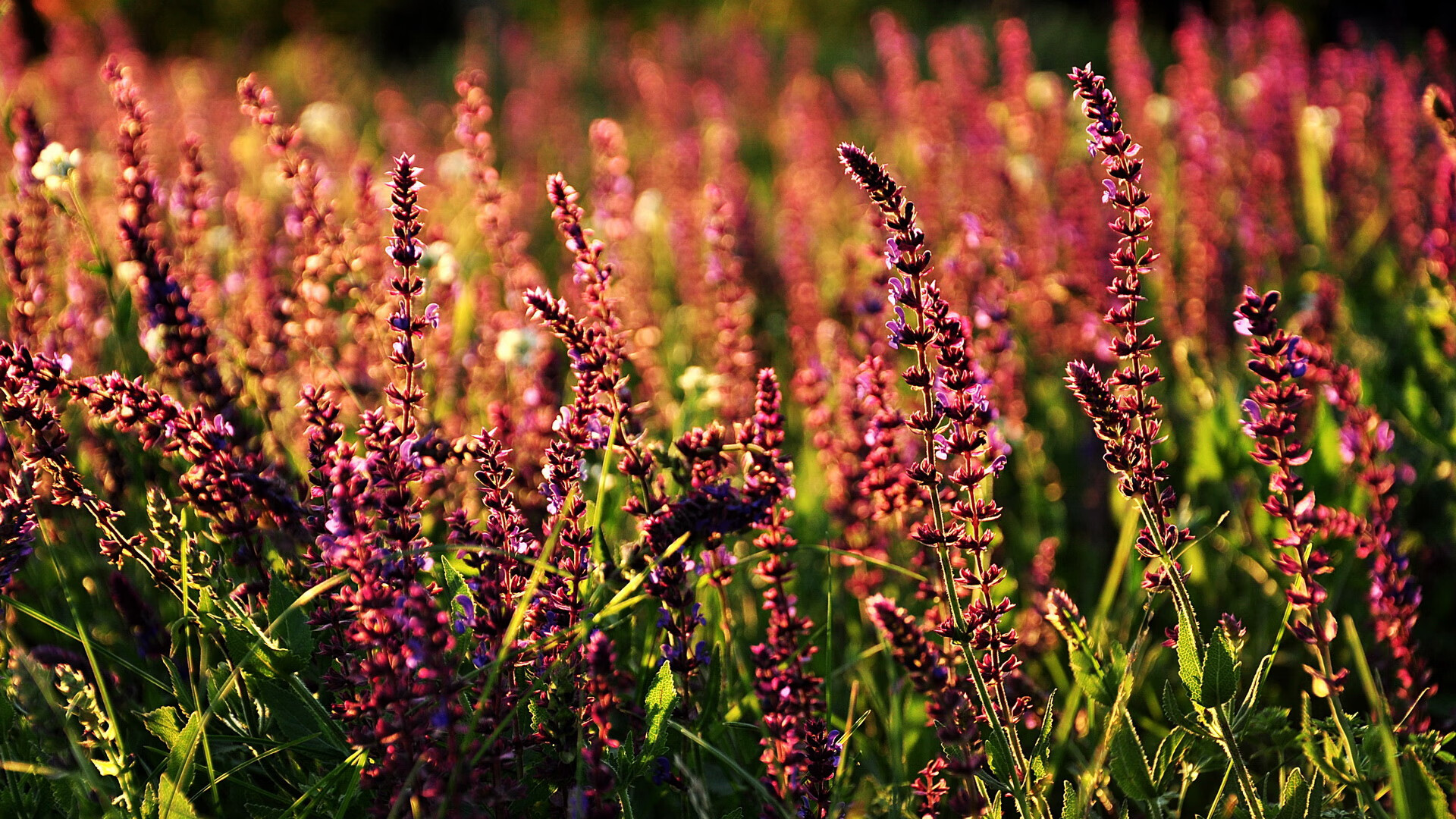 开云体育app-绝境妖刀!阿圭罗爆发撕裂宇宙队防线,佛罗伦萨生死战险胜巴萨