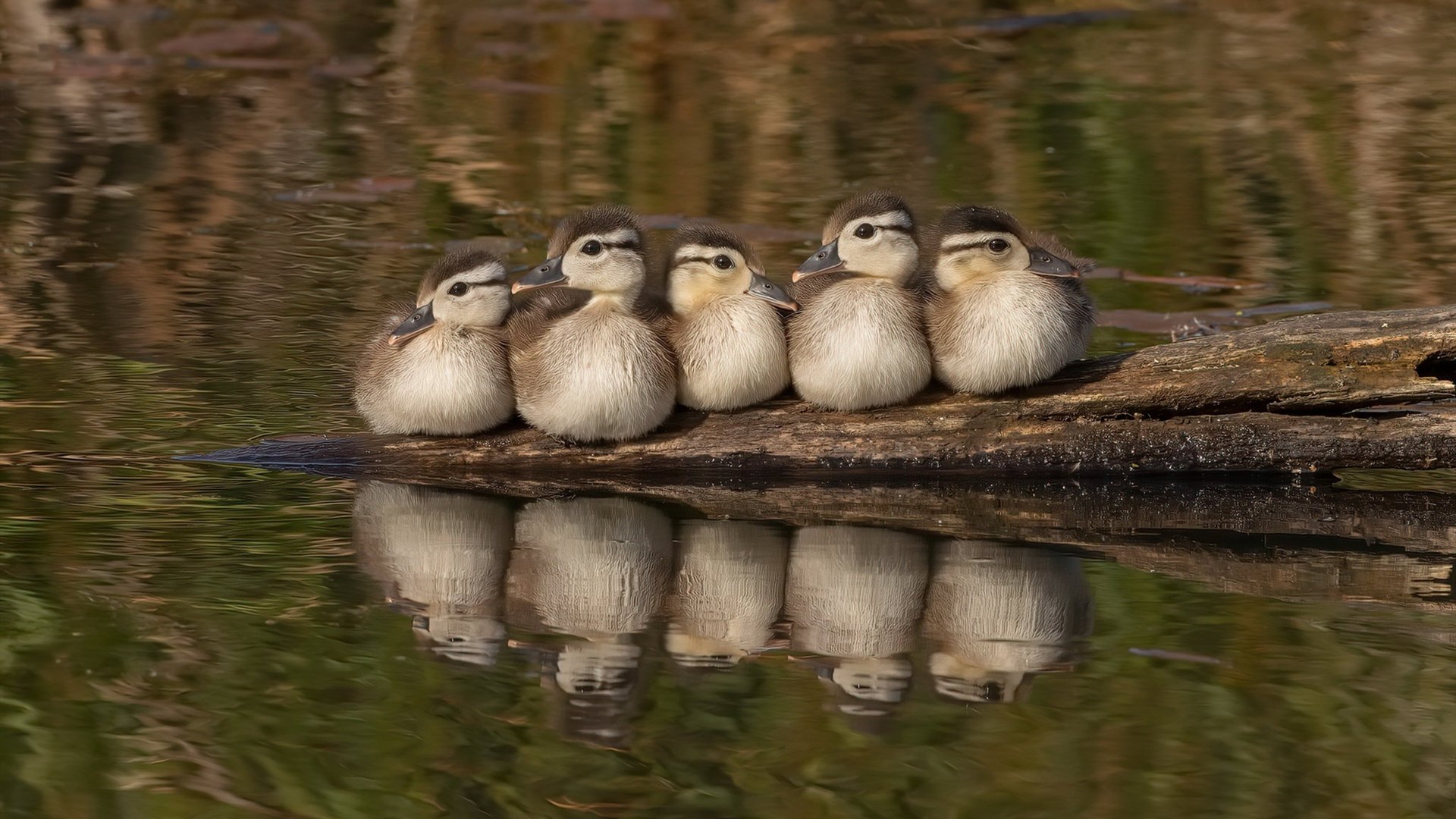 开云体育官网-莫兰特教科书级表现,当新王在雷霆主场写下时代宣言