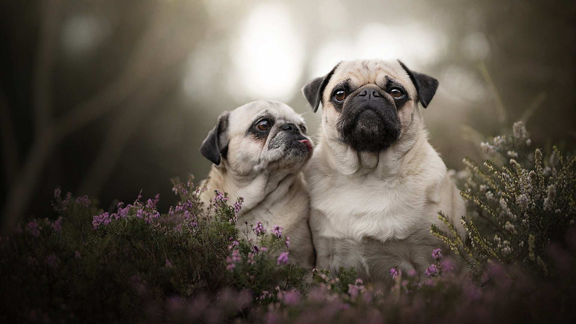 开云平台-东部王者的西征,凯尔特人跨越分区的制霸宣言