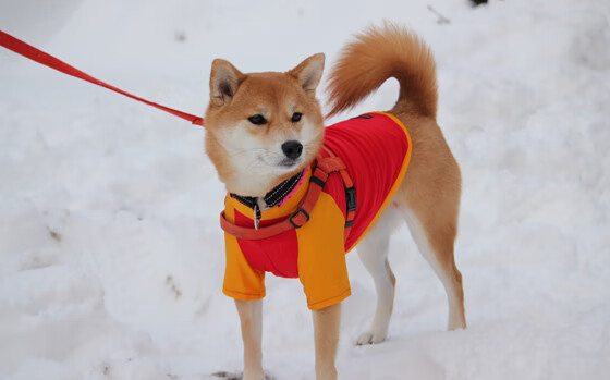 总决赛之夜，当篮球撞上足球，京多安刷新纪录的另一种光芒