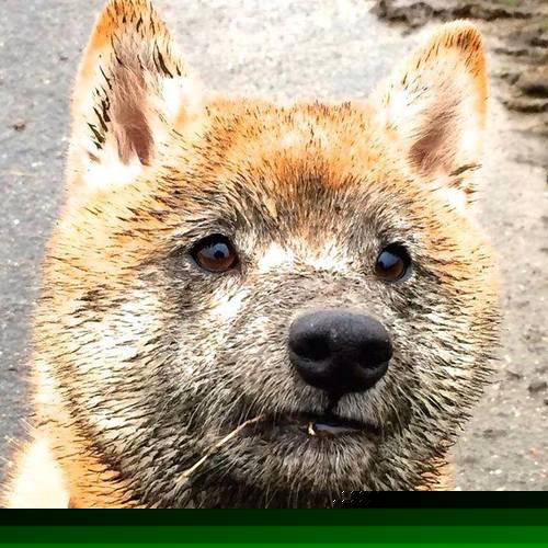 唯一击穿黑暗的子弹，凯恩窒息时刻带走希腊