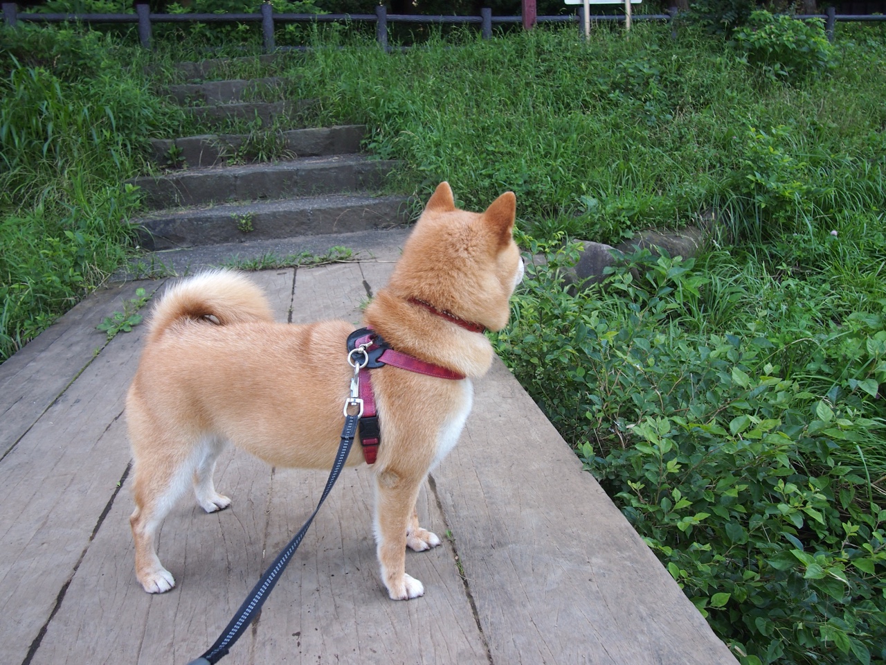 格列兹曼与委内瑞拉之镜,一场关于足球本质的遗忘与苏醒