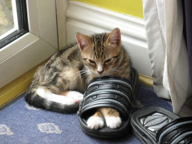 蜂群战术席卷绿茵,解析美加墨世界杯焦点战中黄蜂对开拓者的全面压制