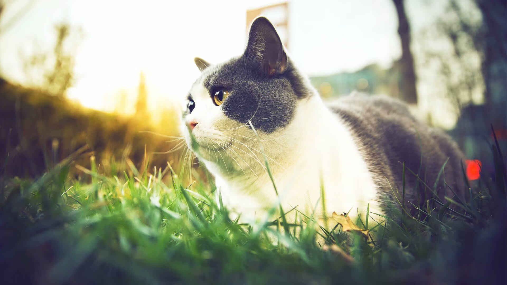 开云体育平台APP-冰封金州!死神双刃出鞘,德罗赞斩落卫冕冠军